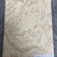 Корень ясеня оливковый